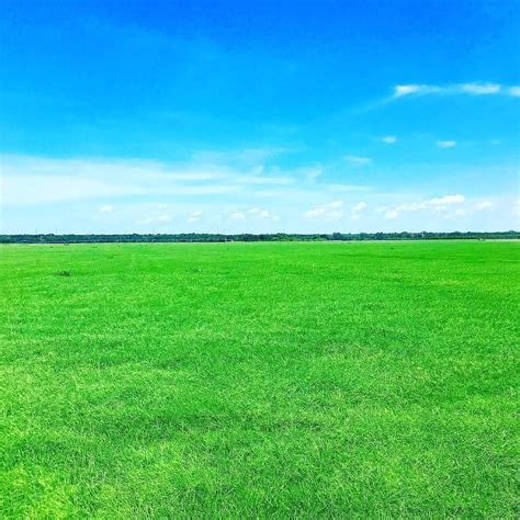 Coastal Bermudagrass sprayed, fertilized and ready to harvest. #hay # ...