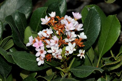 Indian Hawthorn Hedge Basics - Garden.eco