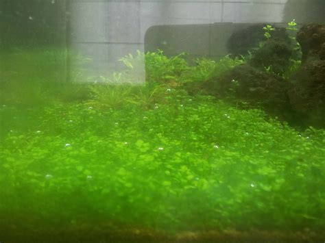 54 Litre New Aquascape Cyanobacteria Blue Green Algae The Planted