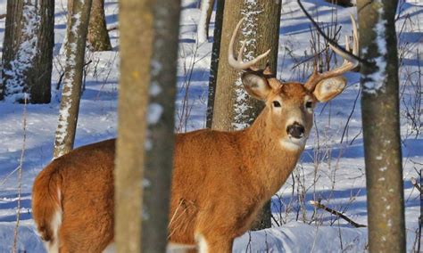 Tips for Shed Hunting: Find Trophy Antlers After Deer Season