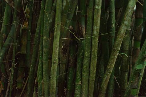 Green Bamboo Texture Photos, Download The BEST Free Green Bamboo Texture Stock Photos & HD Images