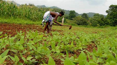 Grant Land Rights Visakhapatnam Tribal Farmers Urge Government The Hindu