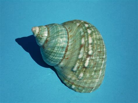 Green Turban Shell Shells Pinterest Green Turbans And Shells