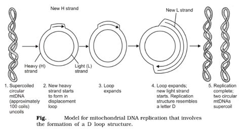 Mitochondrial Dna Structure Replication And Gene Organization