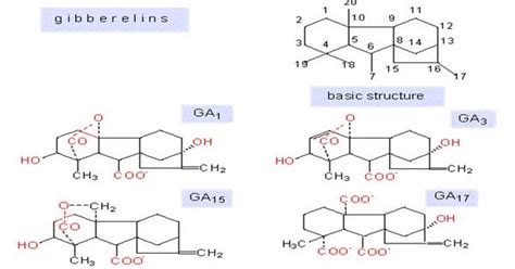 Plant Hormones Gibberellins ~ Dhiraj S Blog