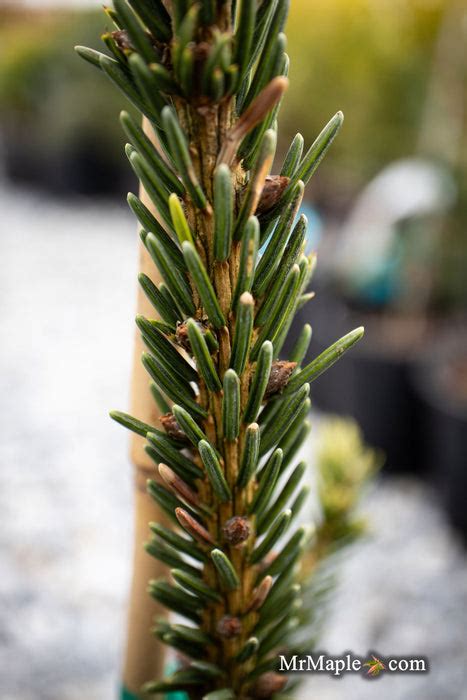 Picea Orientalis Green Knight Oriental Spruce — Mr Maple │ Buy