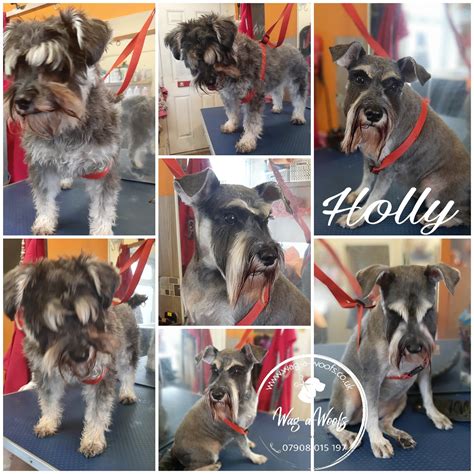 Gallery Wag A Woofs Dog Grooming