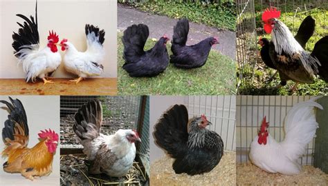 Bantam Chicken Breeds Chart With Pictures - Ponasa