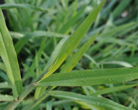 How To Identify The Most Common Florida Weeds Lawnworx