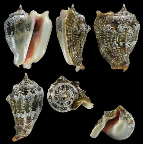 Gastropoda Stromboidea Species Lobatus Raninus Species Shells