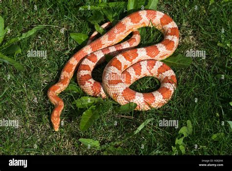 Corn Or Rat Snake Elaphe Guttata Curled On Grass Basking In Sun USA