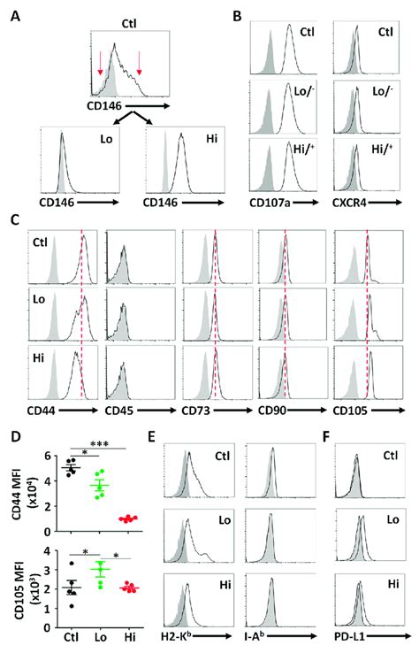 Isolation And Phenotypic Characterization Of Cd146 Mscs A