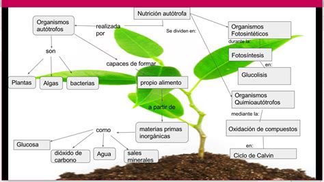 Maria Rubio G Biologia Iv Nutricion Autotrofa