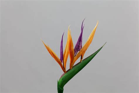 Crane Flower Strelitzia Reginae Stock Photo Image Of Green Natural