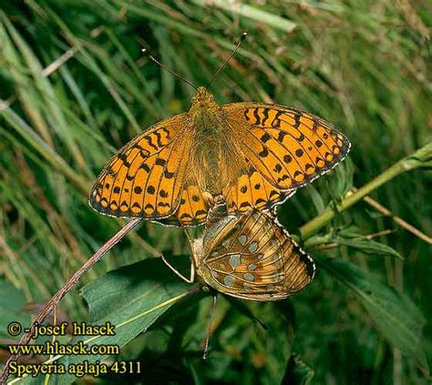 Speyeria aglaja Dark Green Fritillary Großer Perlmutterfalter Le Grand