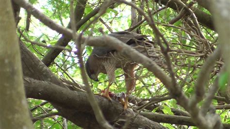 Cooper S Hawk Eating A Bird South Padre Island Youtube