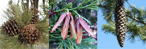 Native Plant Seeds — Sugar Pine Foundation