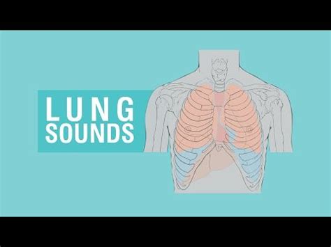 Lung sounds - Breath sounds Types & Causes - YouTube | Lung sounds ...