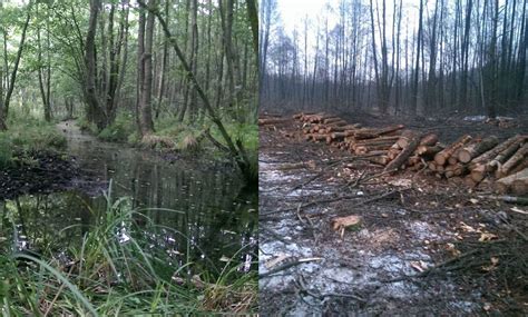 Efekt Szyszki Rolnik Tnie Hektary Wyj Tkowego Lasu Na Obszarze Natura