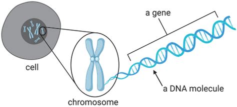 ELI5:What is the relationship between DNA, genes, chromosomes, etc? : r ...