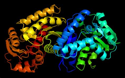 15 Isomerase Enzyme Example Detailed Facts Lambda Geeks