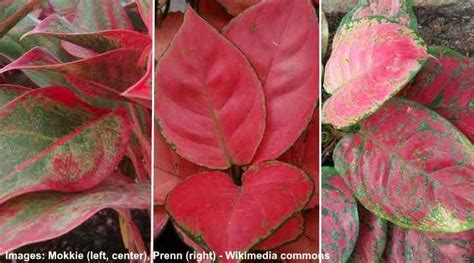 50 Red Leaf Houseplants Including Plants With Red And Green Leaves