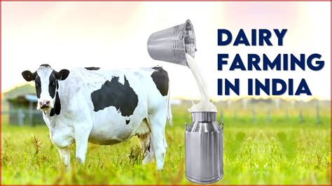 Dairy Farming Business Idea A Profitable Business