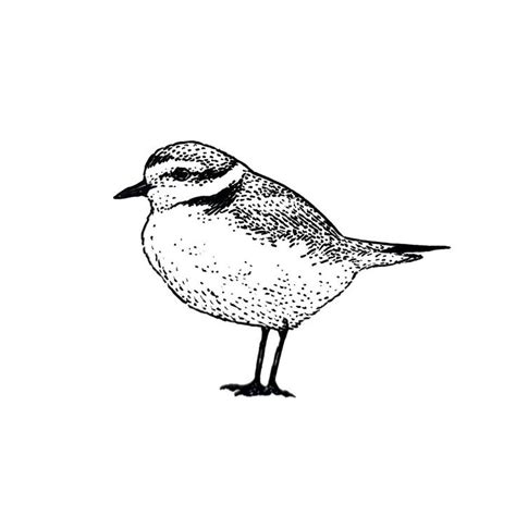 Rachel On Instagram Western Snowy Plover American Golden Plover