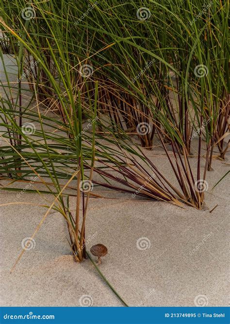 Pequenos Cogumelos Grama Em Dunas De Areia Na Praia Na Irlanda