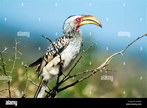 Sample Of Southern Yellow Billed Hornbill In The Kruger National Park