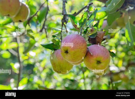 Apple Farm In Pahalgam Jammu Kashmir India Stock Photo Alamy