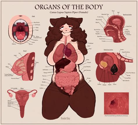 Rule 34 2d Anal Anal Sex Anatomically Correct Anatomy Anatomy Chart Anthro Bladder Breasts