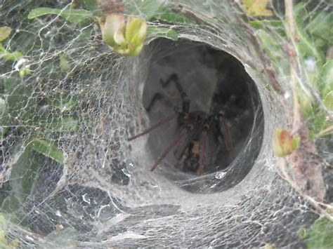 Garden Funnel Spider Fasci Garden