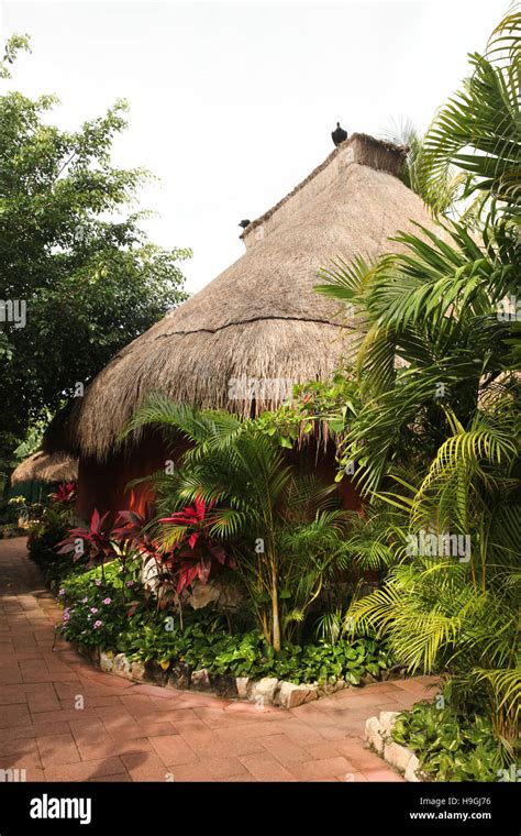 Choza O Casa Tradicional Hecha De Materiales Naturales Y Techo De Paja Cozumel Península De