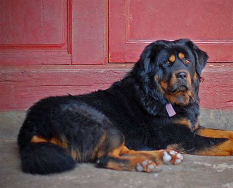 Tibetan Mastiff Vs Rottweiler Fight