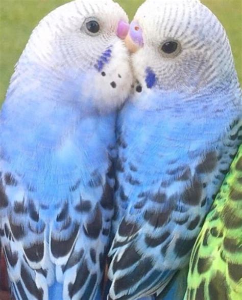 1069 best images about Budgies/Parakeets on Pinterest | Heart disease ...