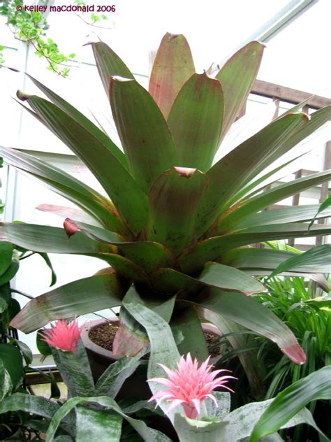 Plantfiles Pictures Alcantarea Bromeliad Species Imperial Bromeliad