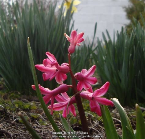 Hyacinths: Plant Care and Collection of Varieties - Garden.org