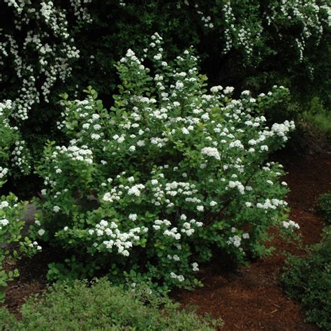 Tor Spirea Indy Plants