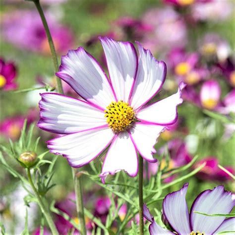 Cosmos Seeds Picotee Flower Seeds In Packets And Bulk Eden Brothers