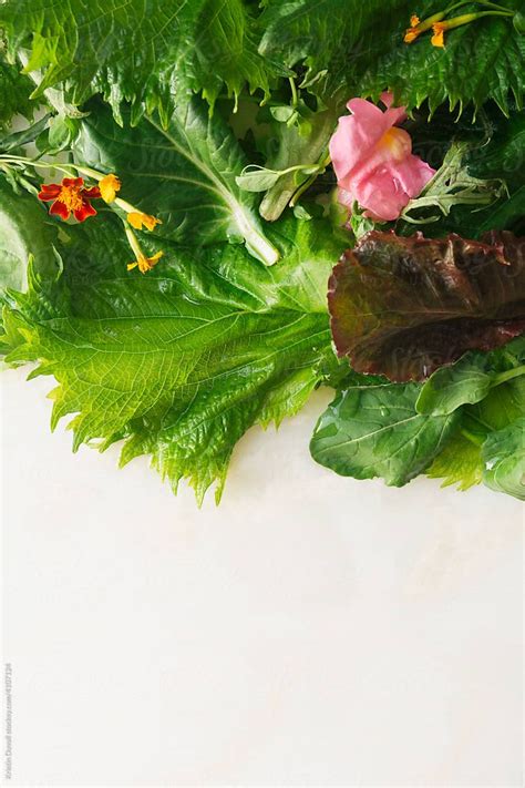 Fresh Lettuce With Edible Flowers By Stocksy Contributor Kristin