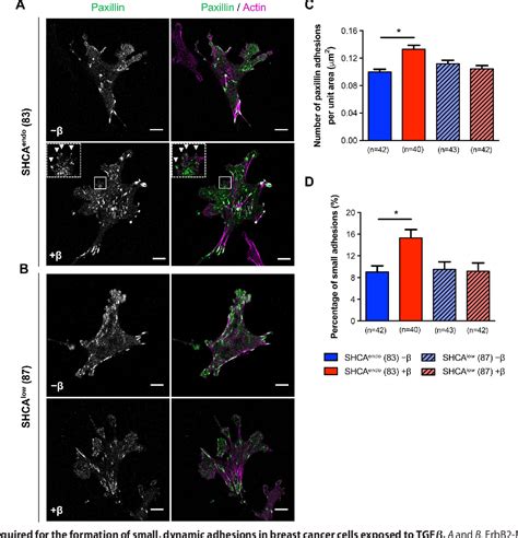 Figure From The Shca Adapter Protein Cooperates With Lipoma Preferred