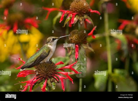 Ruby Throated Hummingbird Archilochus Colubris On Gardenview Scarlet