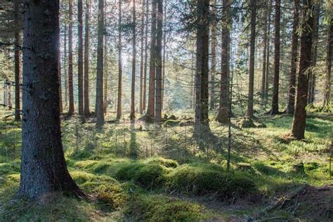 Granskog Store Norske Leksikon