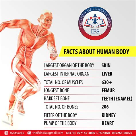 fun facts   human body apollo reach nsr hospitals artofit