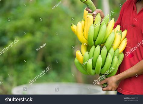 16636 Banana Farmer Image Images Stock Photos And Vectors Shutterstock