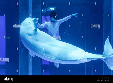 Beluga whale performance in Haichang Ocean Park, Shanghai Stock Photo ...