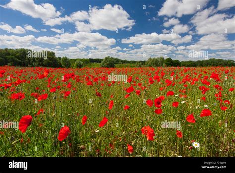 Common Poppies Red Poppy Papaver Rhoeas Flowering In Field In