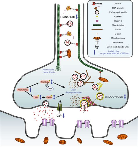 The Role Of Survival Motor Neuron Protein Smn In Protein Homeostasis