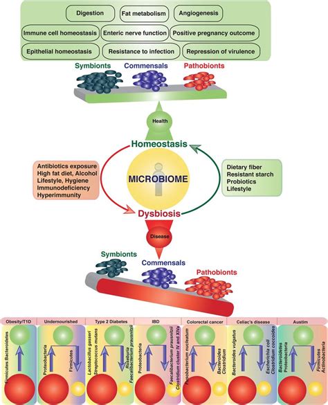 Role of the gut microbiome in health and diseases. Several factors ...